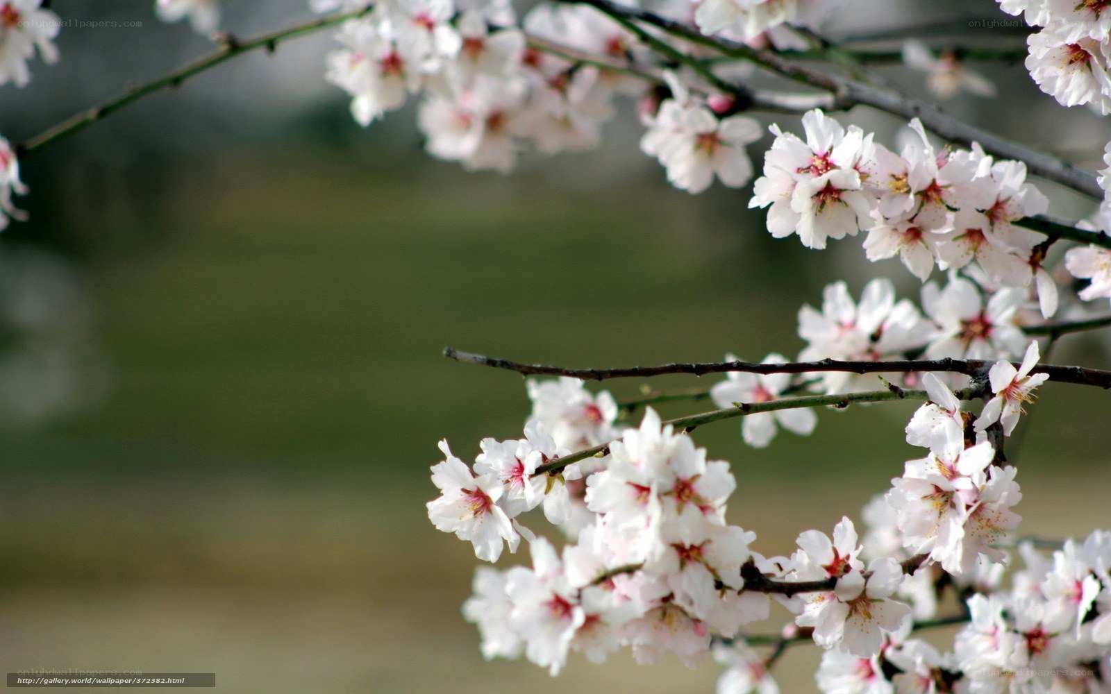 White blossoms on a tree branch