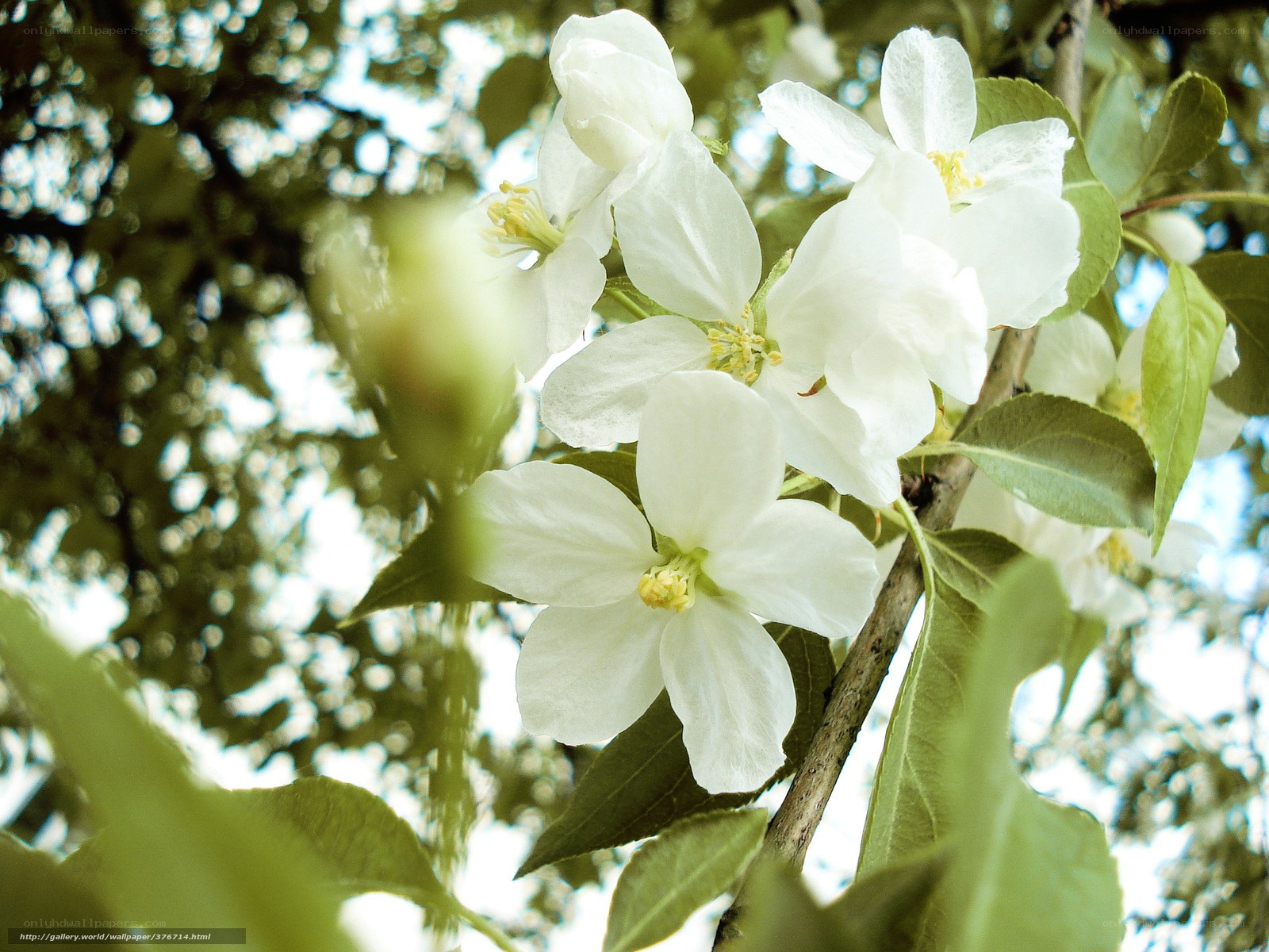 White blossoms on a tree branch