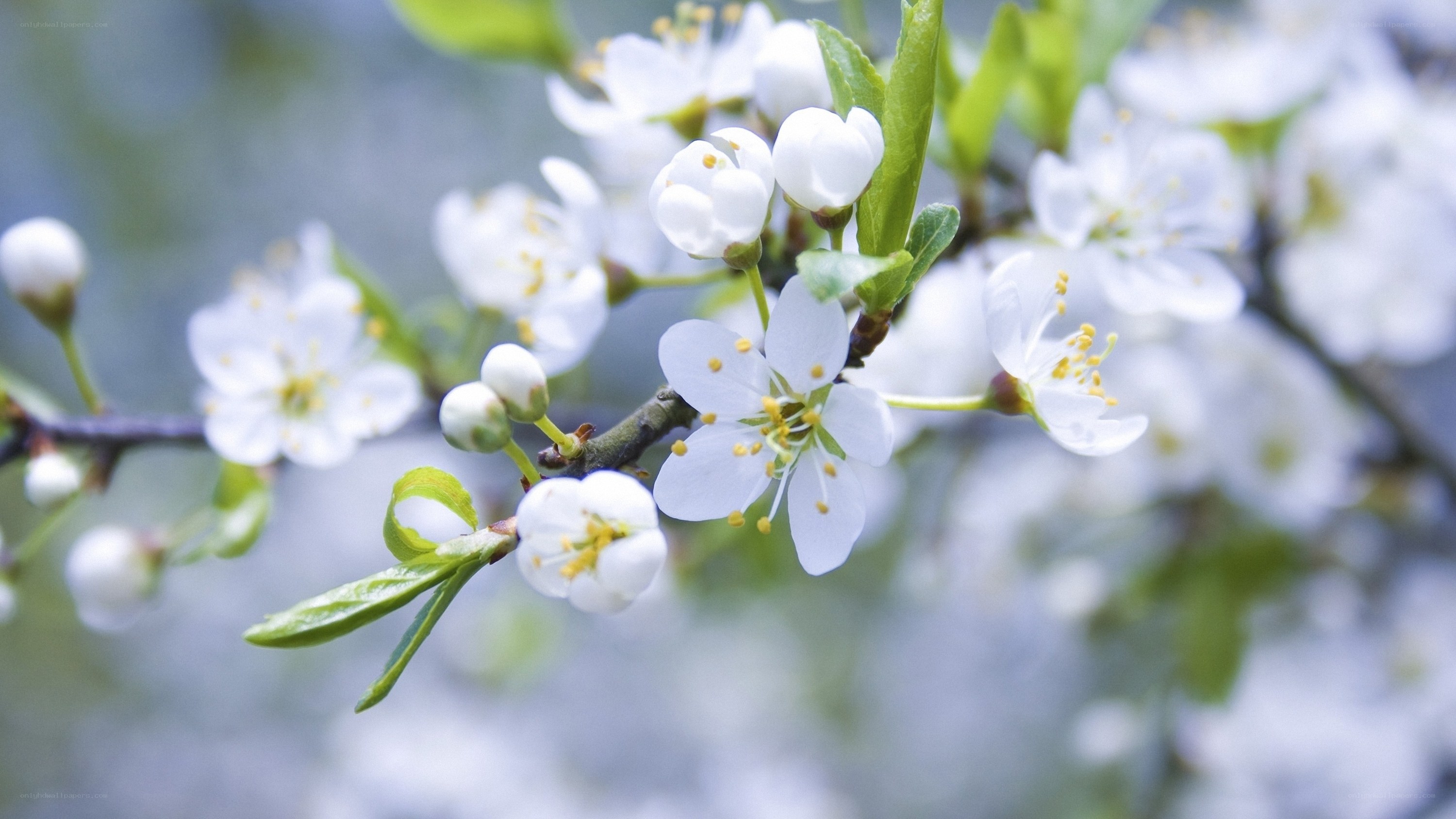 White blossoms on a tree branch