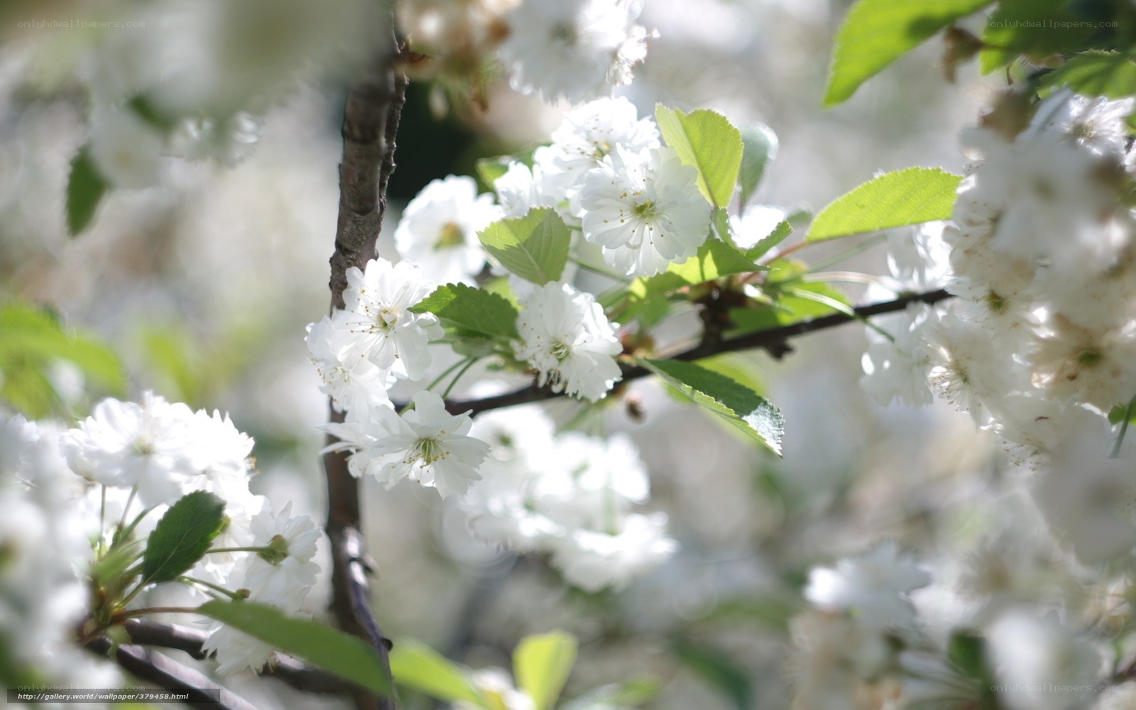 White blossoms on a tree branch