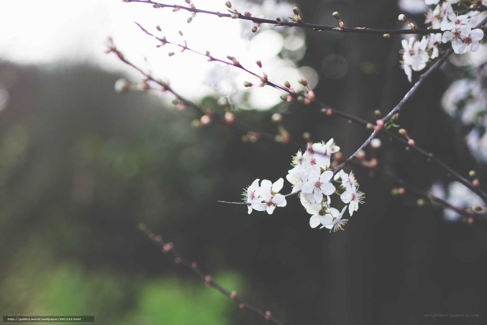 White blossoms on a tree branch