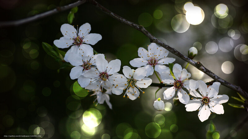 White blossoms on a tree branch