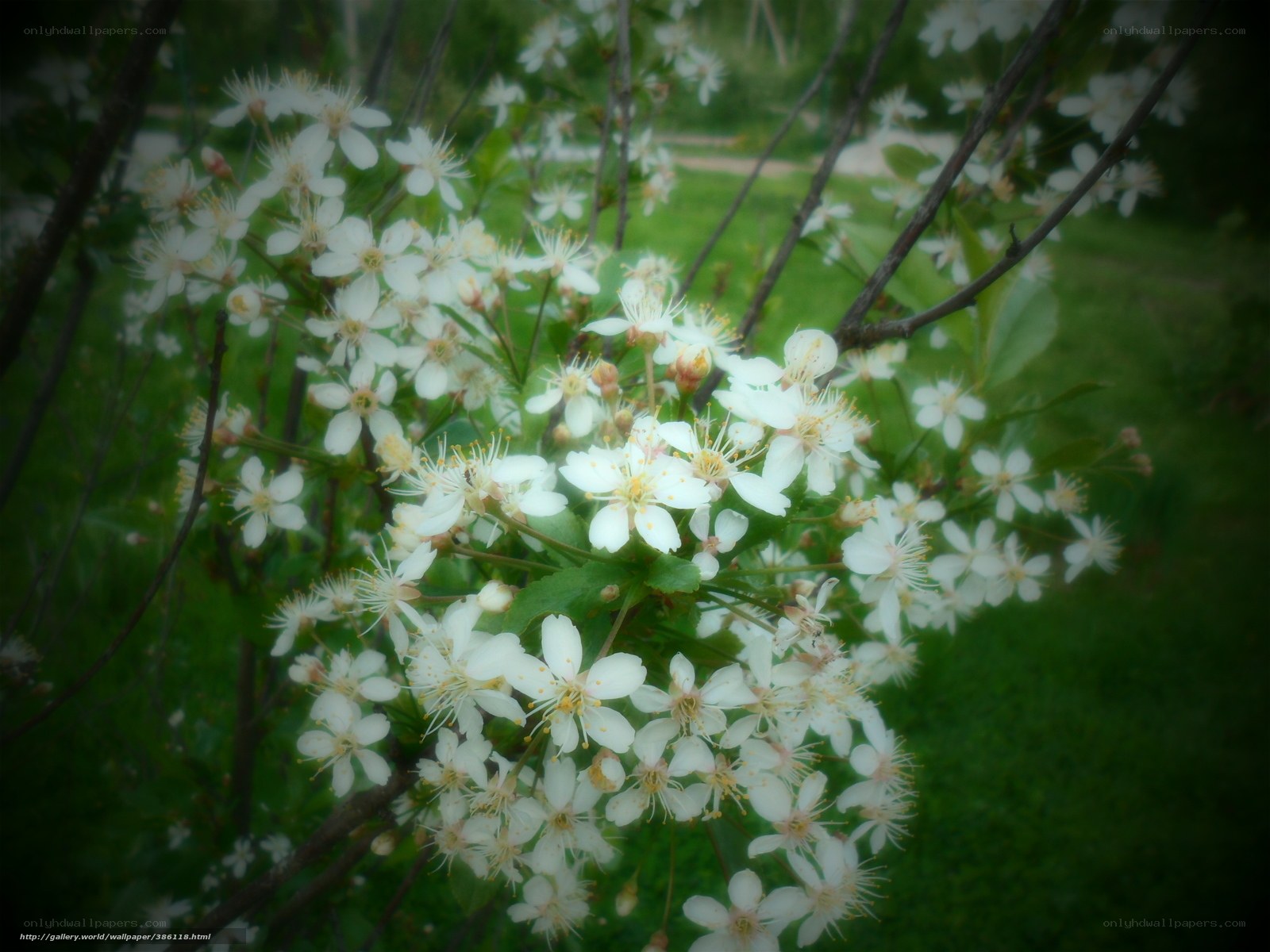 White blossoms on a tree branch