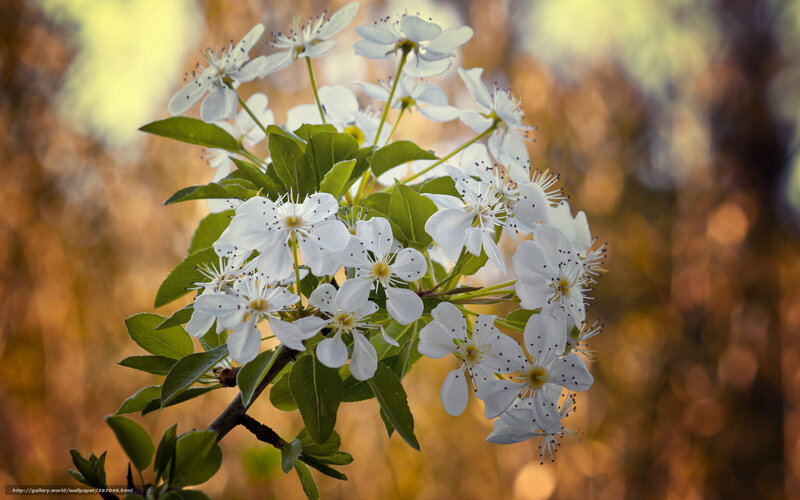 White blossoms on a tree branch