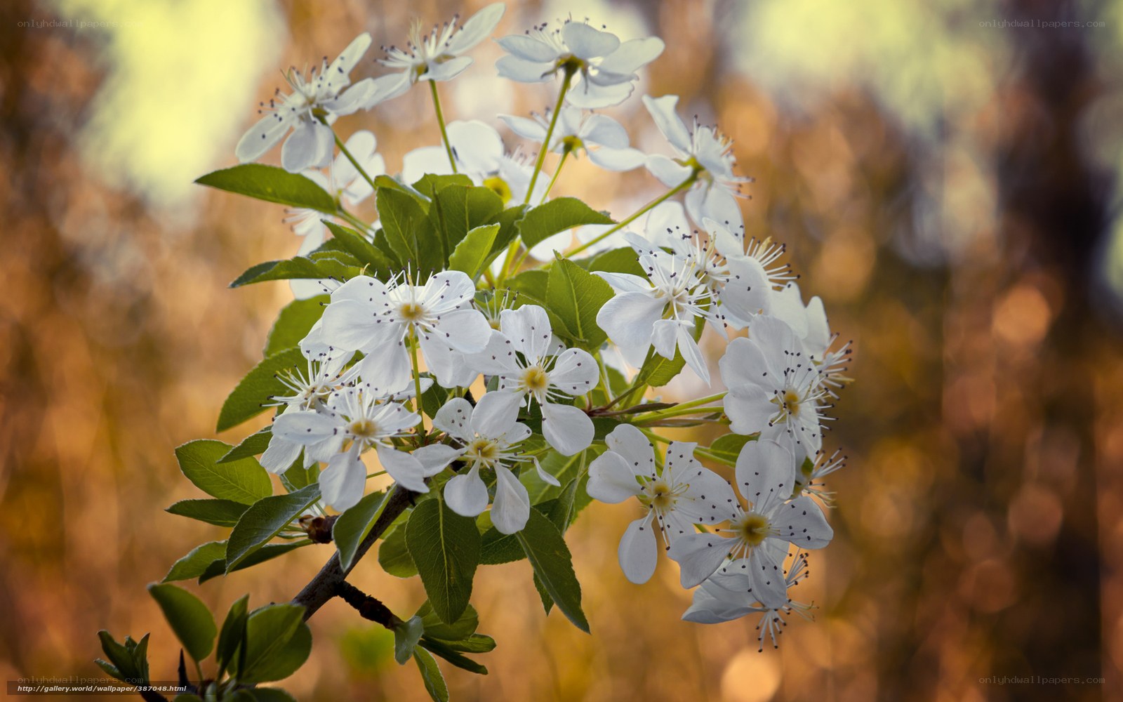 White blossoms on a tree branch