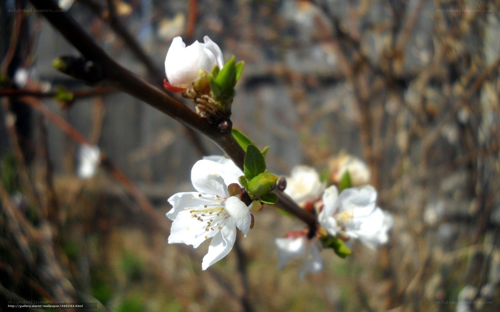 White blossoms on a tree branch