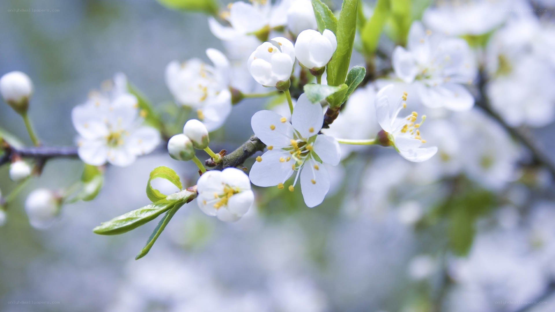White blossoms on a tree branch