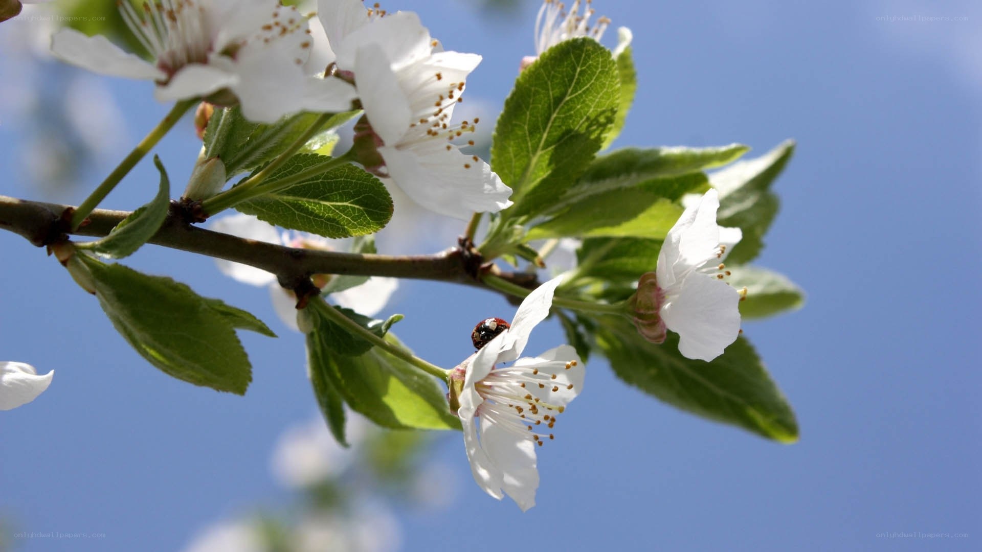 white blossoms on a tree branch