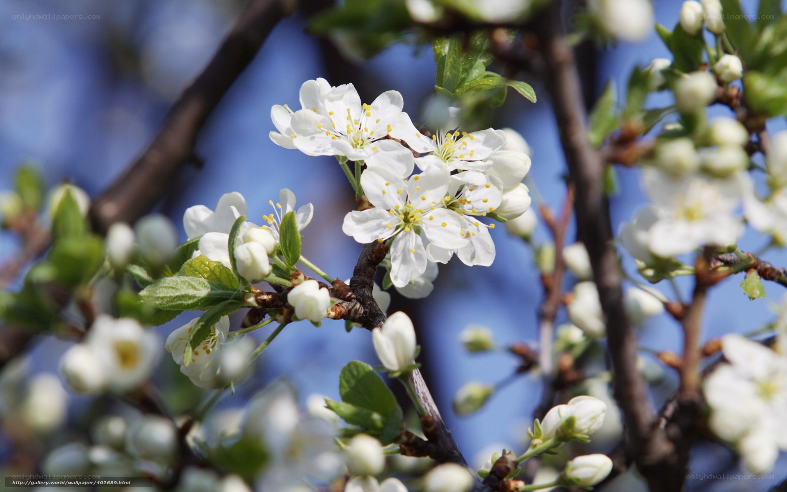 White blossoms on a tree branch