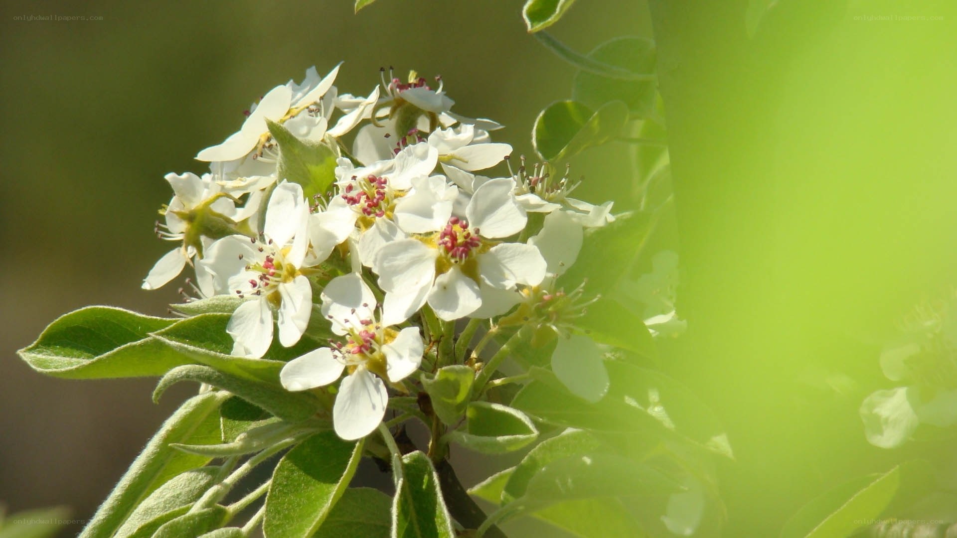 white blossoms on a tree branch