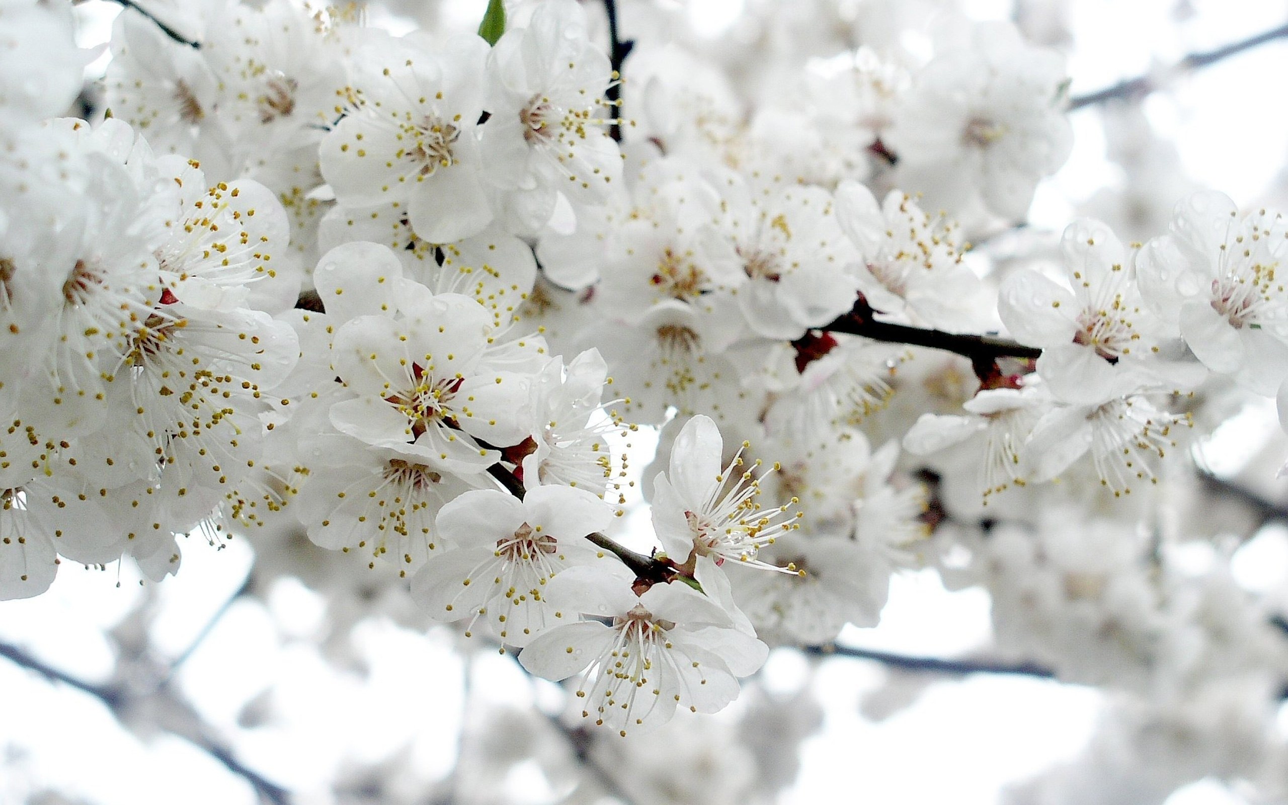 White blossoms on a tree branch