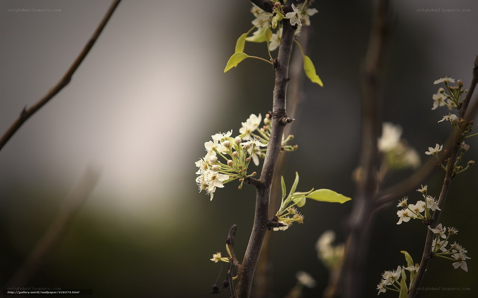 White blossoms on a tree branch