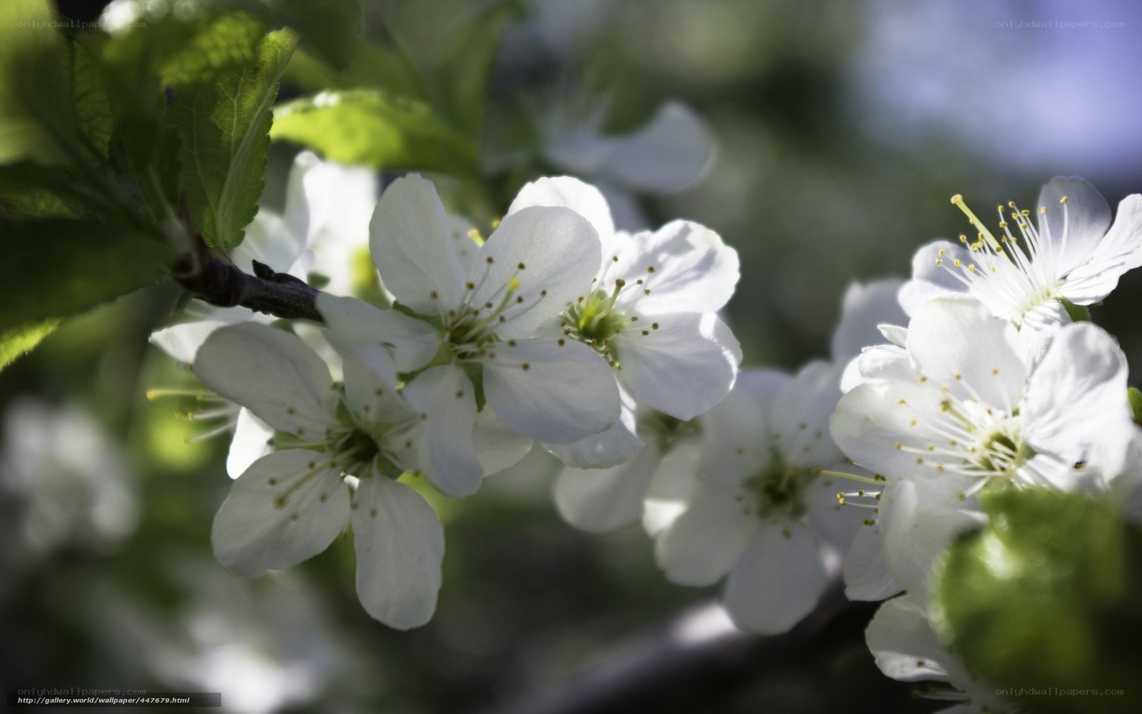 White blossoms on a tree branch
