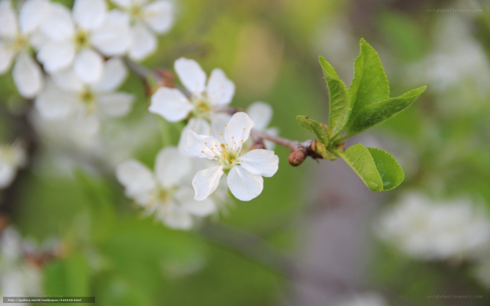 White blossoms on a tree branch