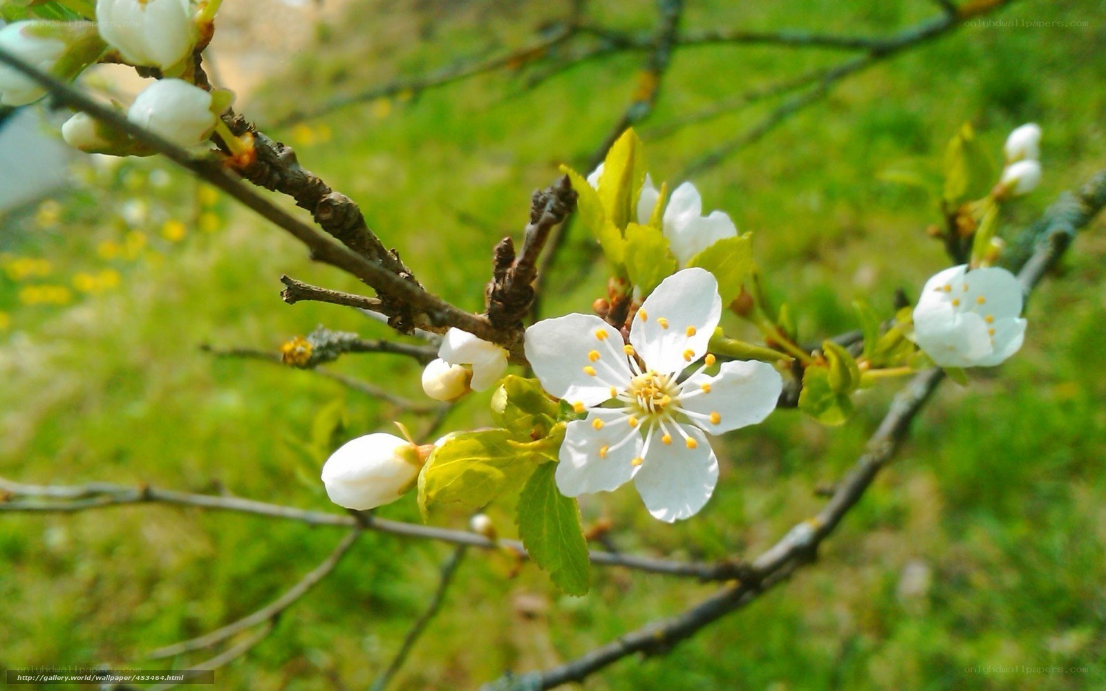 White blossoms on a tree branch