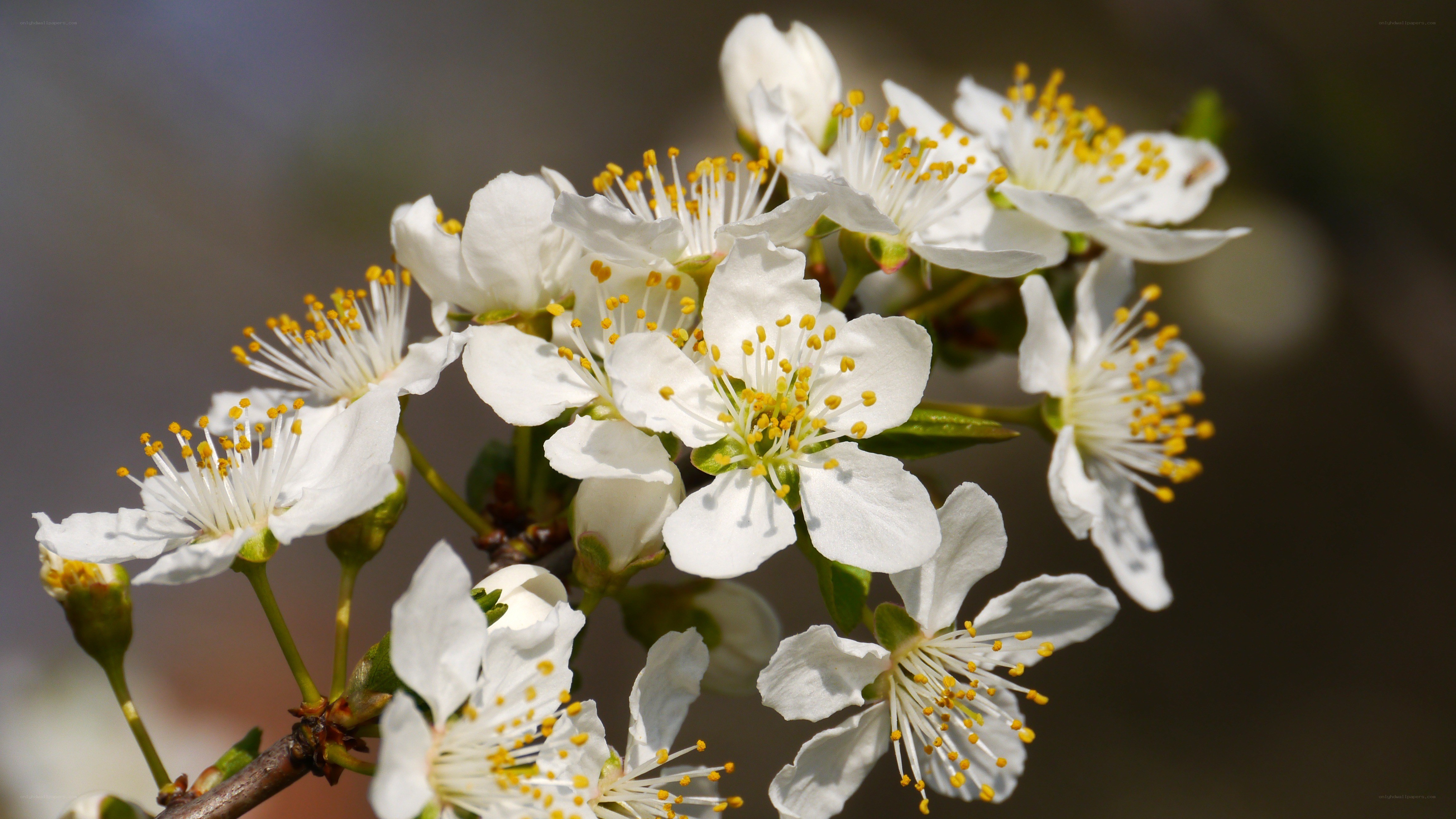 White blossoms on a tree branch