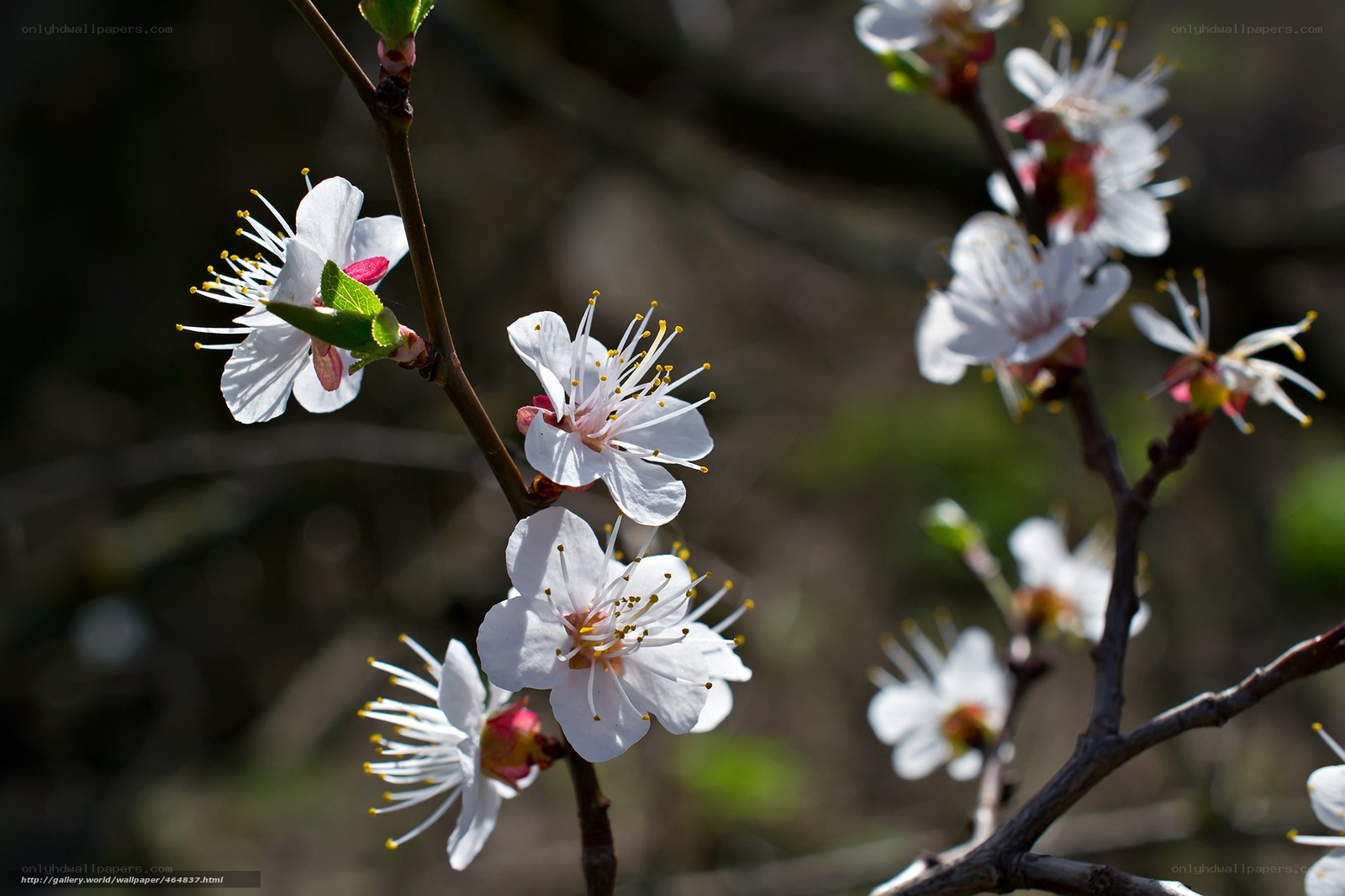 White blossoms on a tree branch