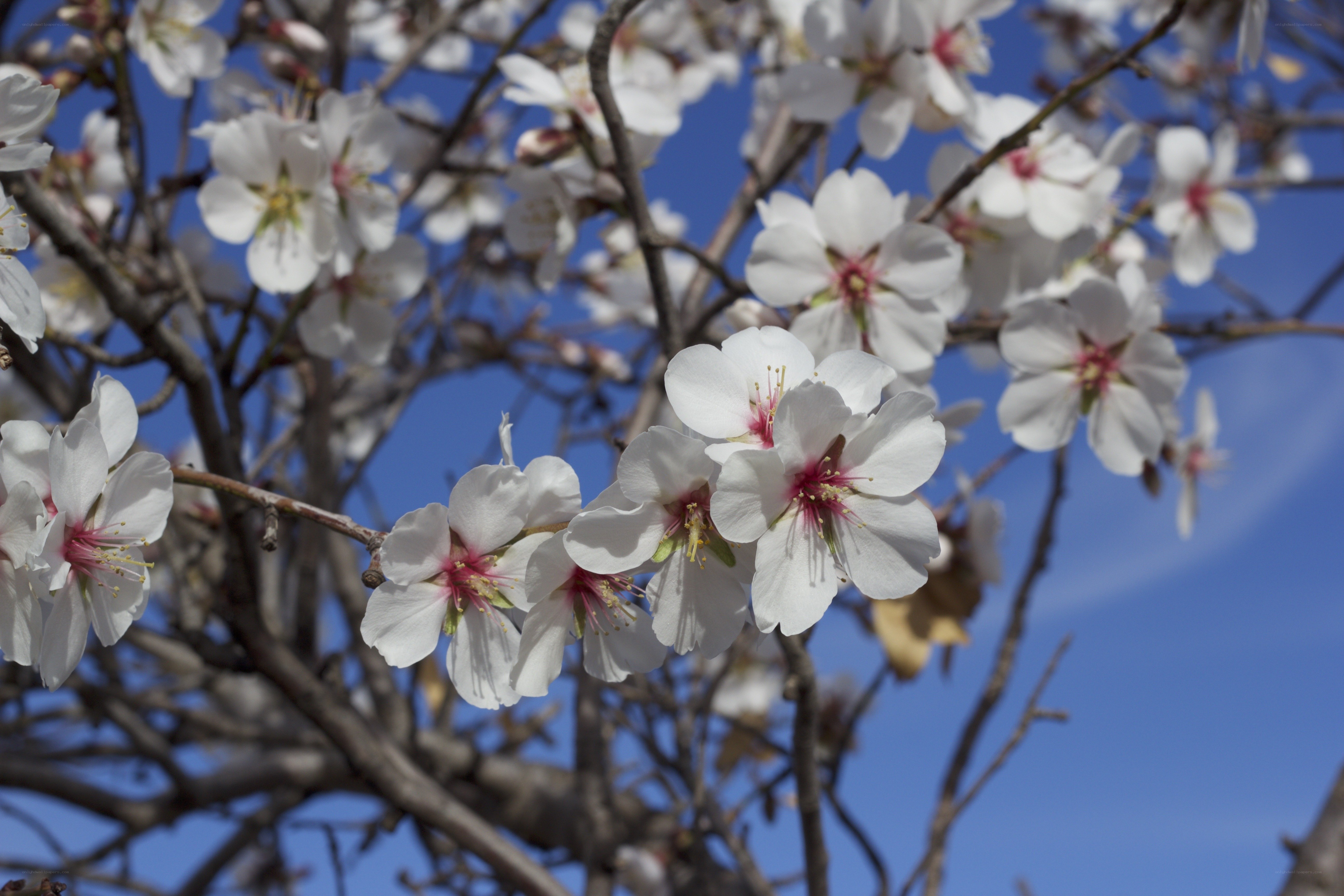 White blossoms on a tree branch