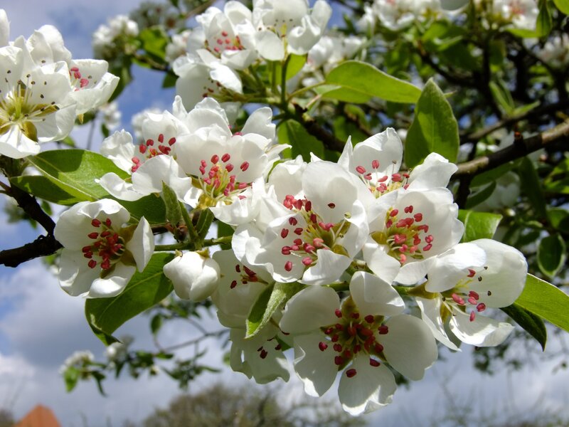 White blossoms on a tree branch