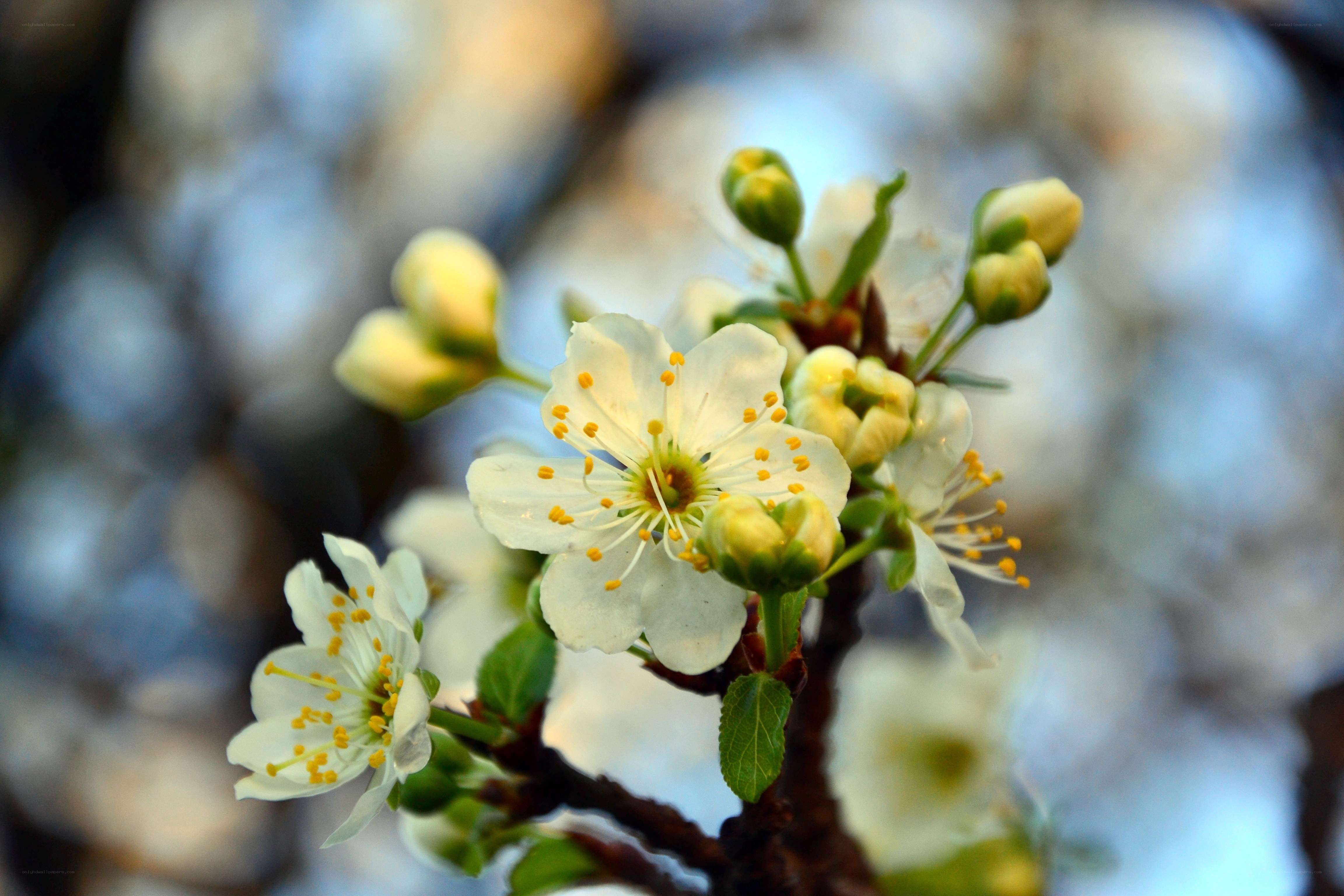 White blossoms on a tree branch