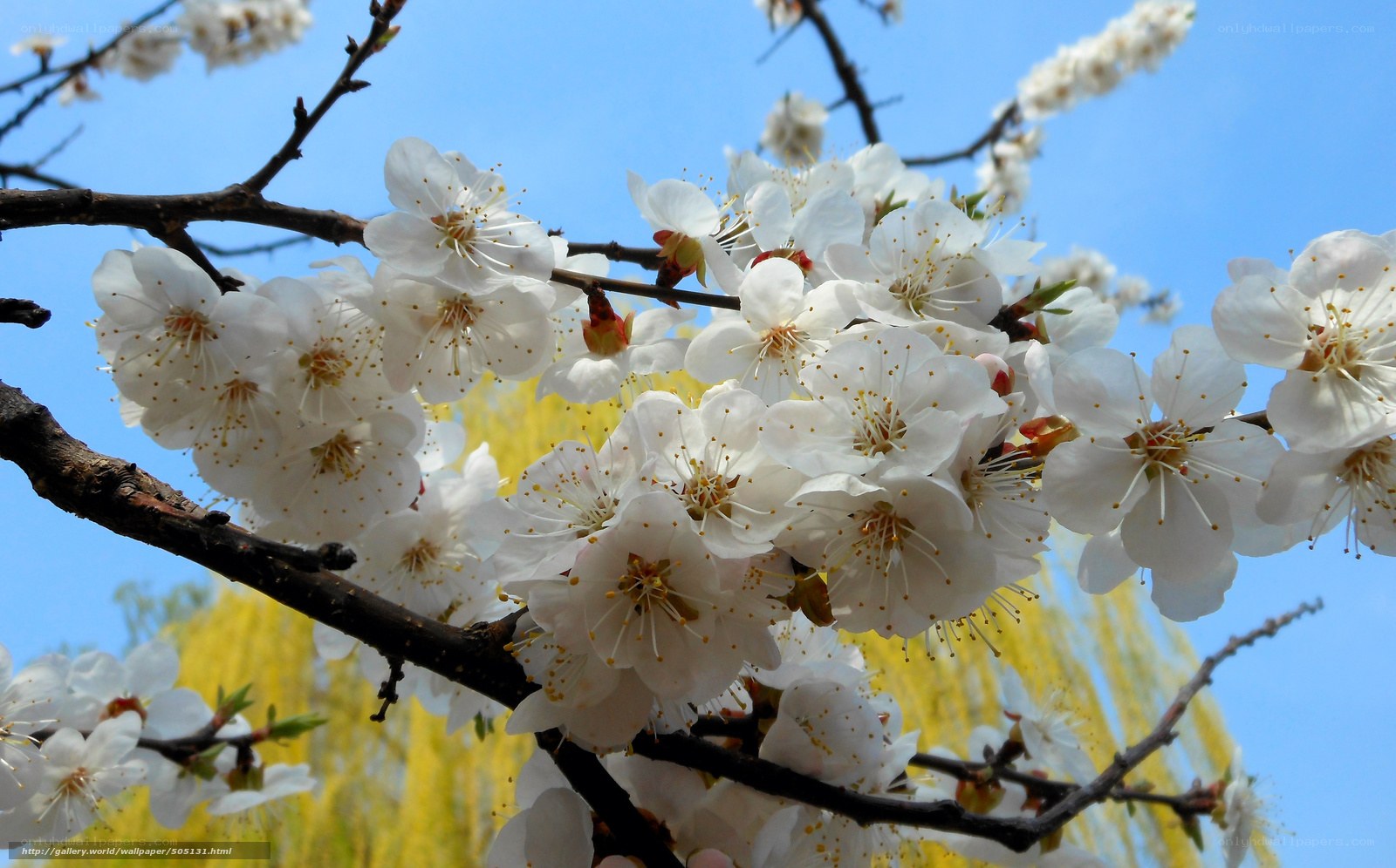 White blossoms on a tree branch