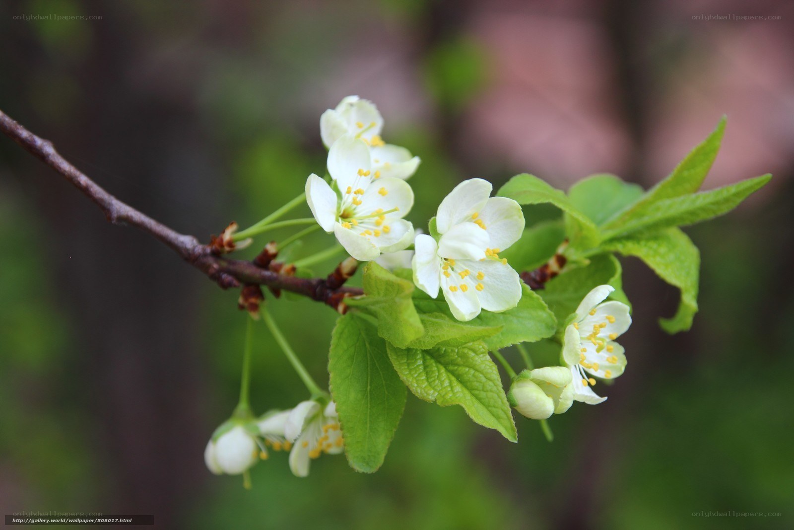 White blossoms on a tree branch