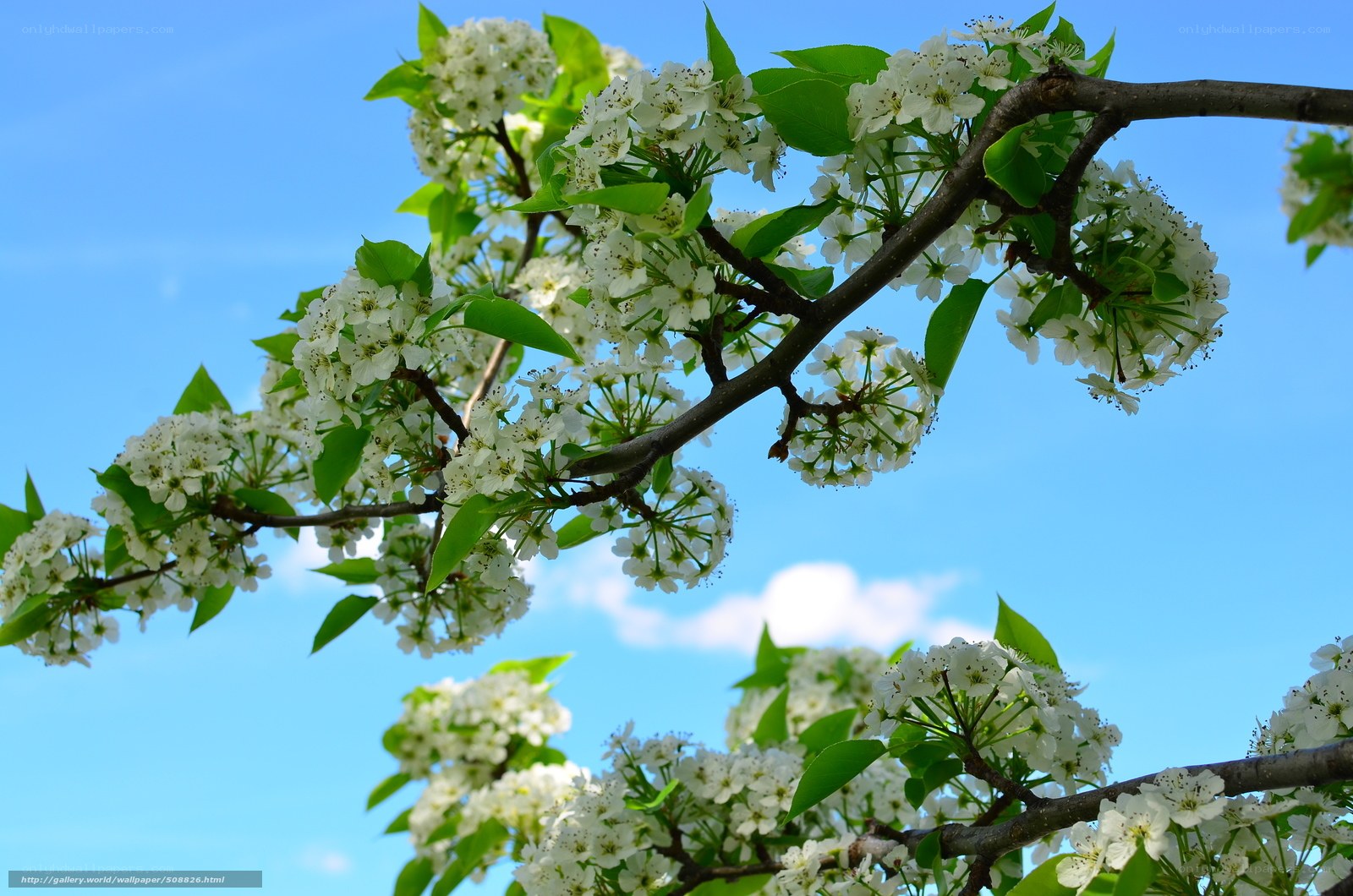 White blossoms on a tree branch