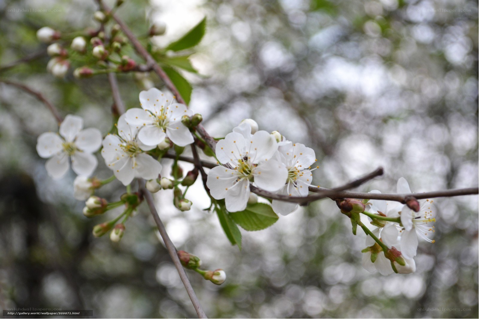 White blossoms on a tree branch