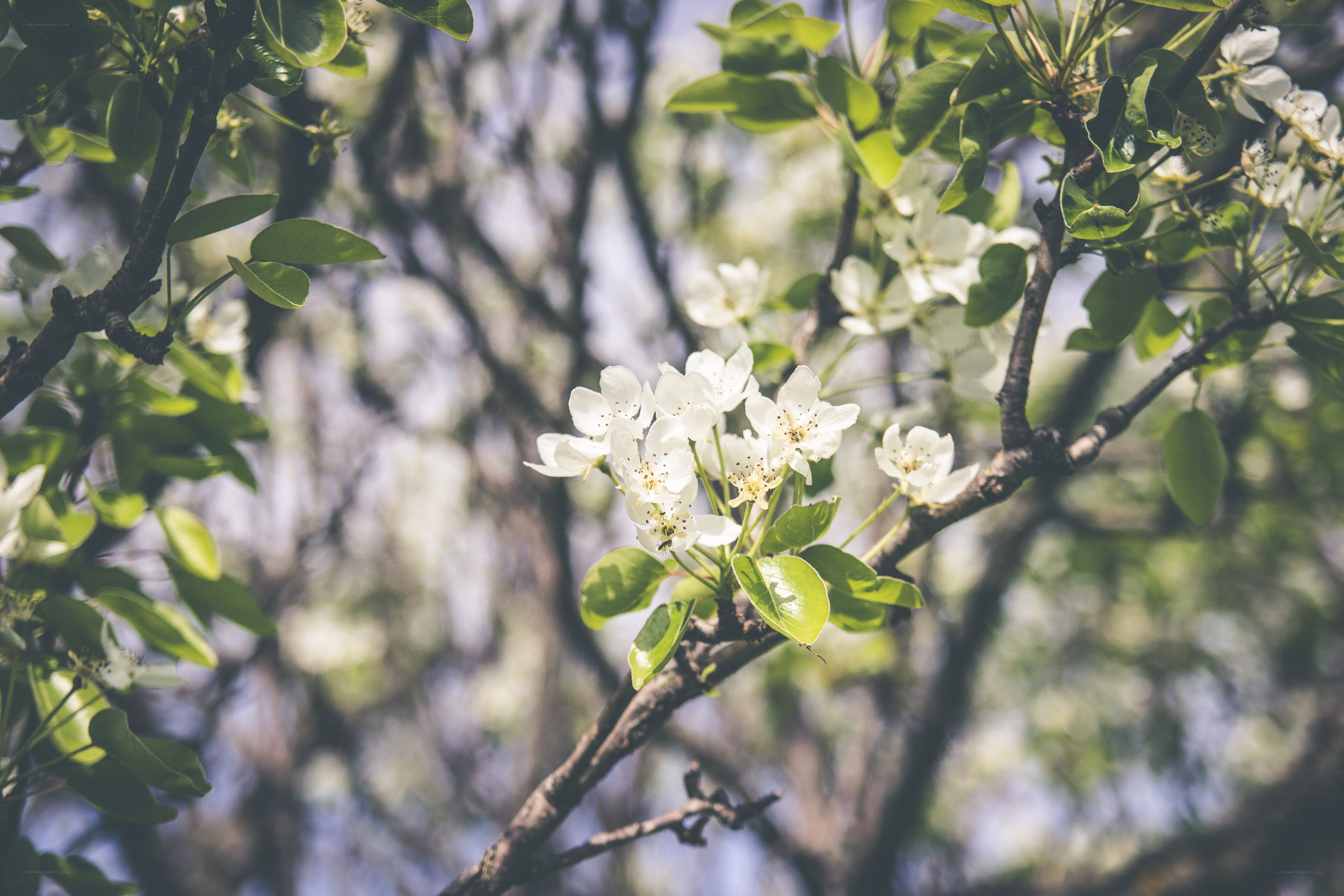 White blossoms on a tree branch