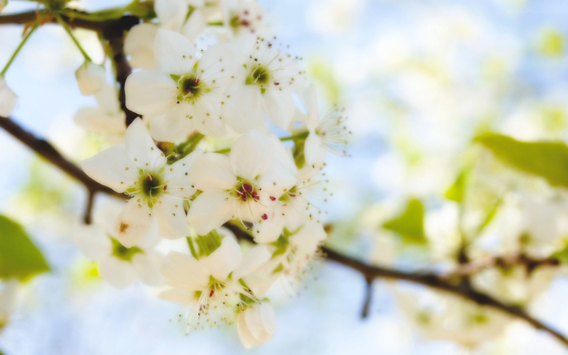White blossoms on a tree branch
