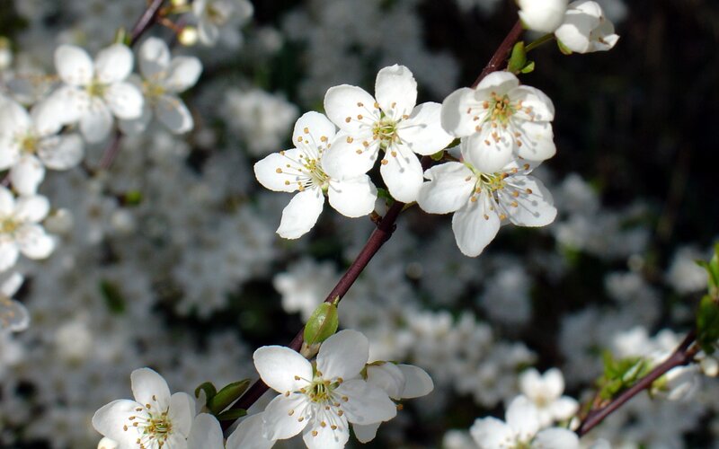 White blossoms on a tree branch