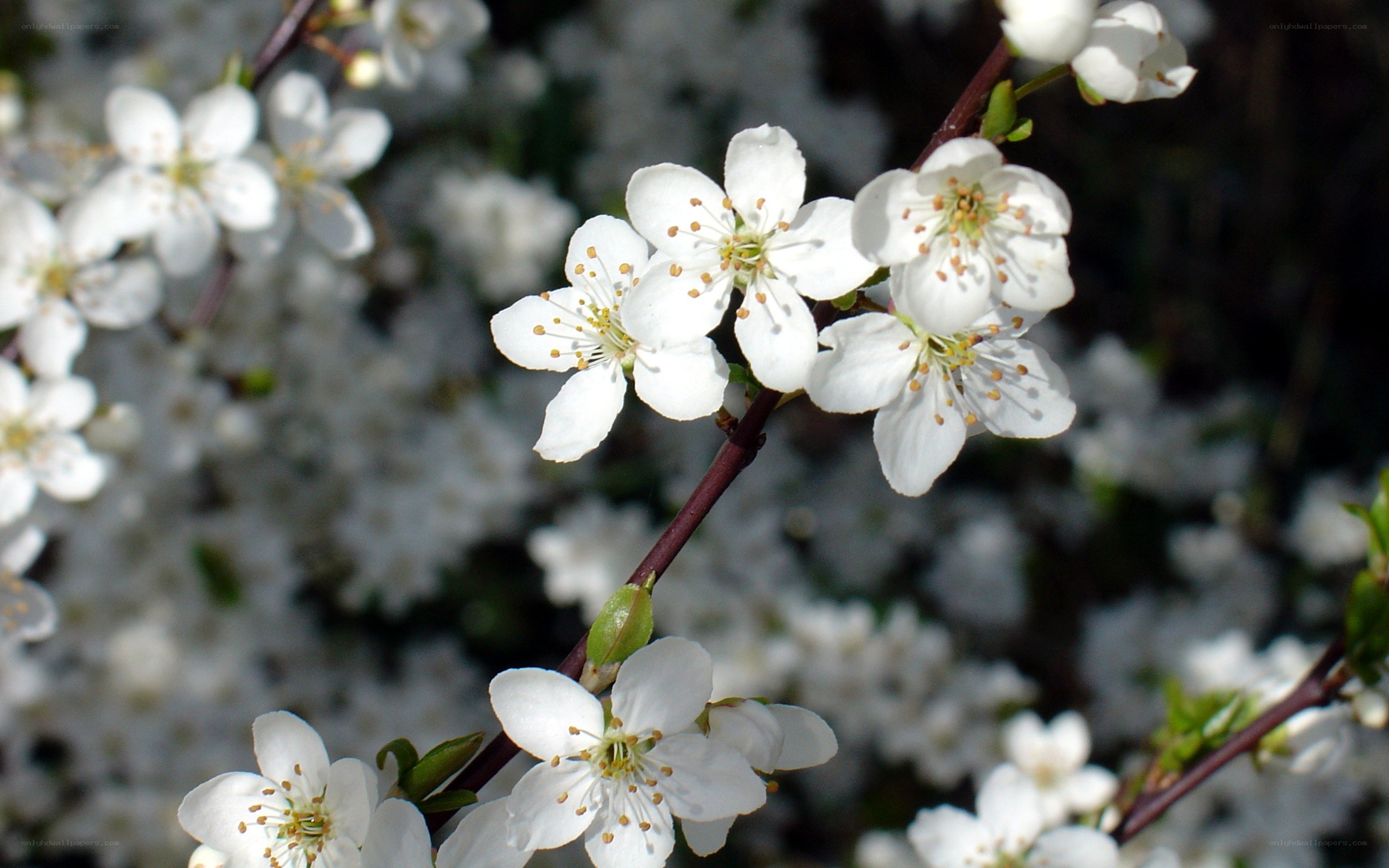 White blossoms on a tree branch