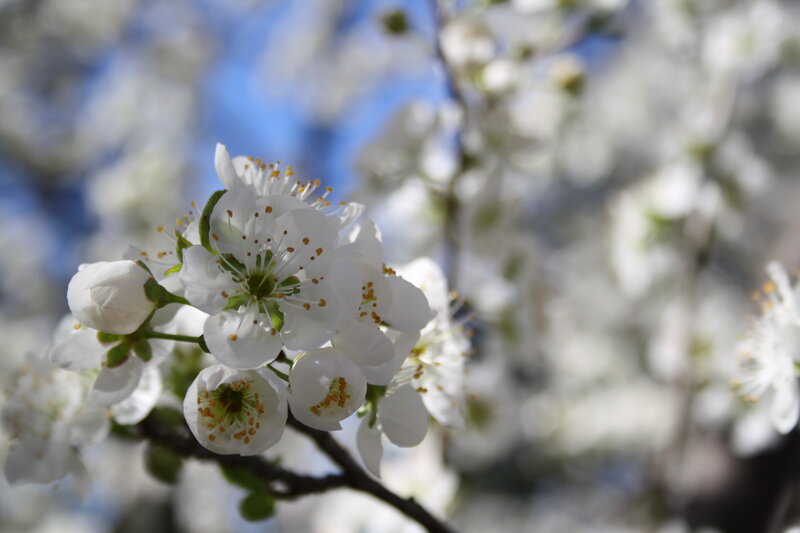 White blossoms on a tree branch