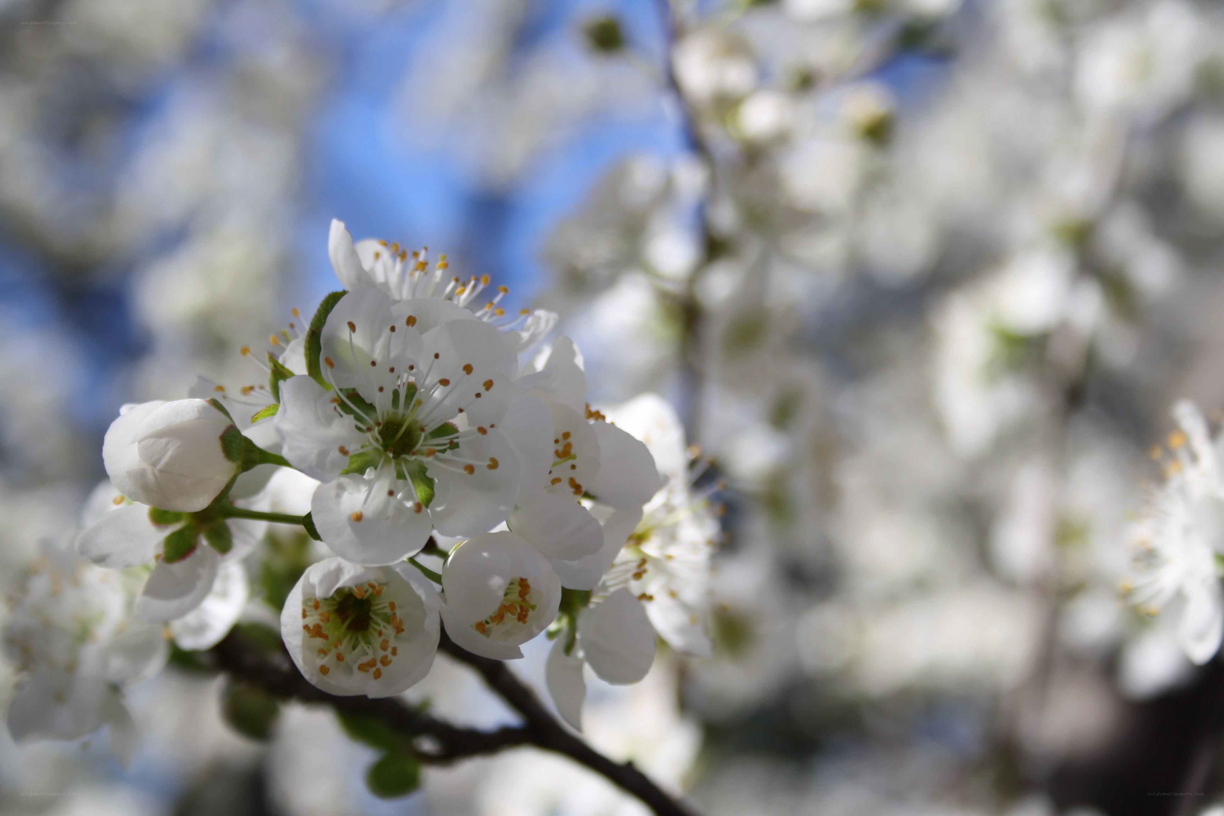 White blossoms on a tree branch