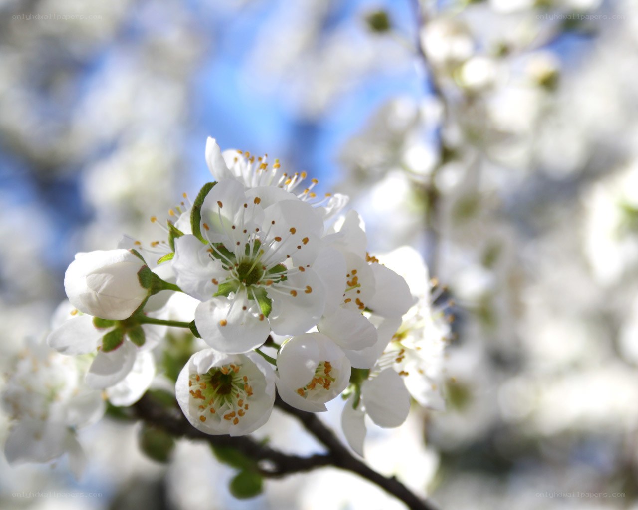 White blossoms on a tree branch