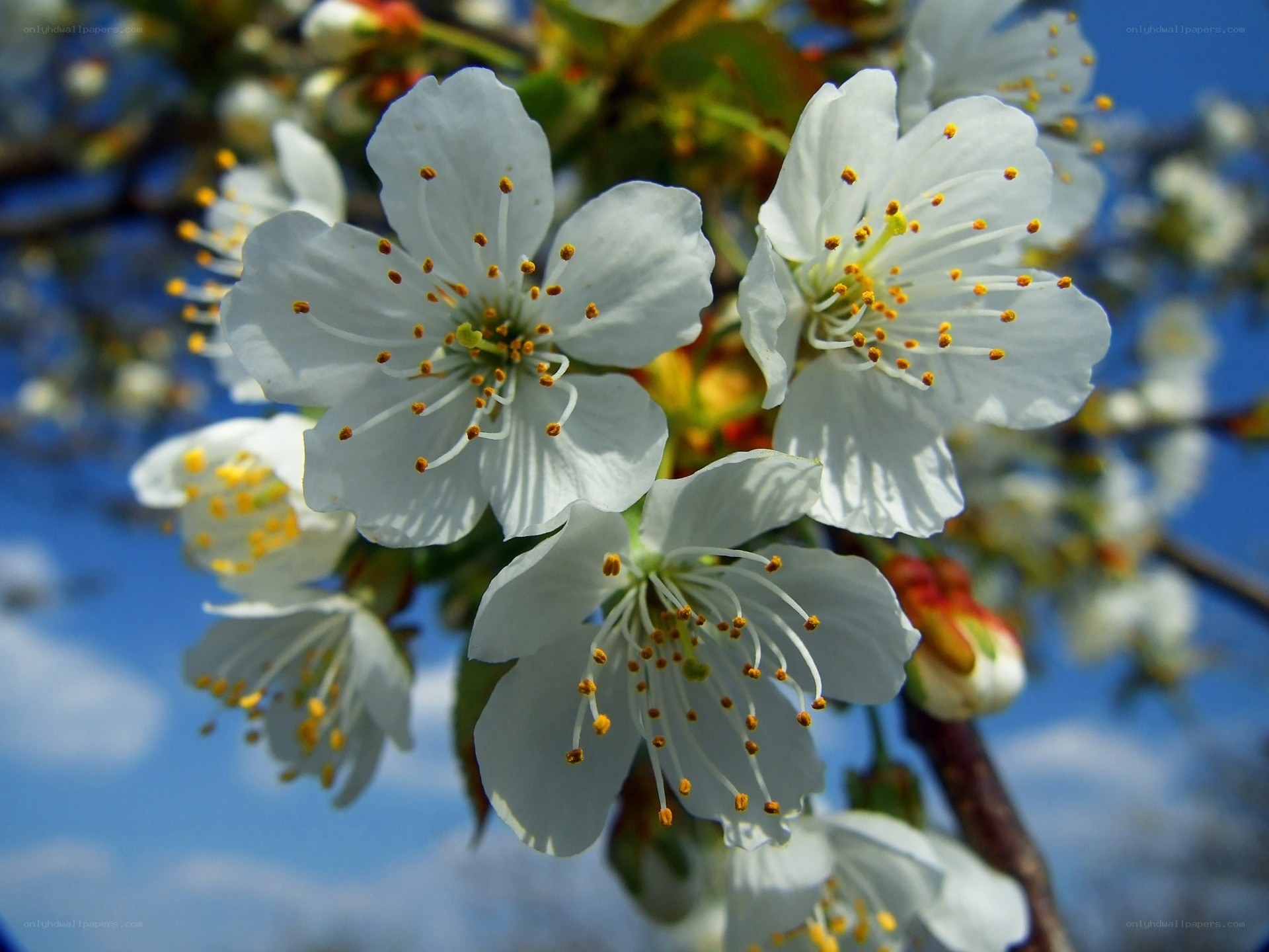 White blossoms on a tree branch