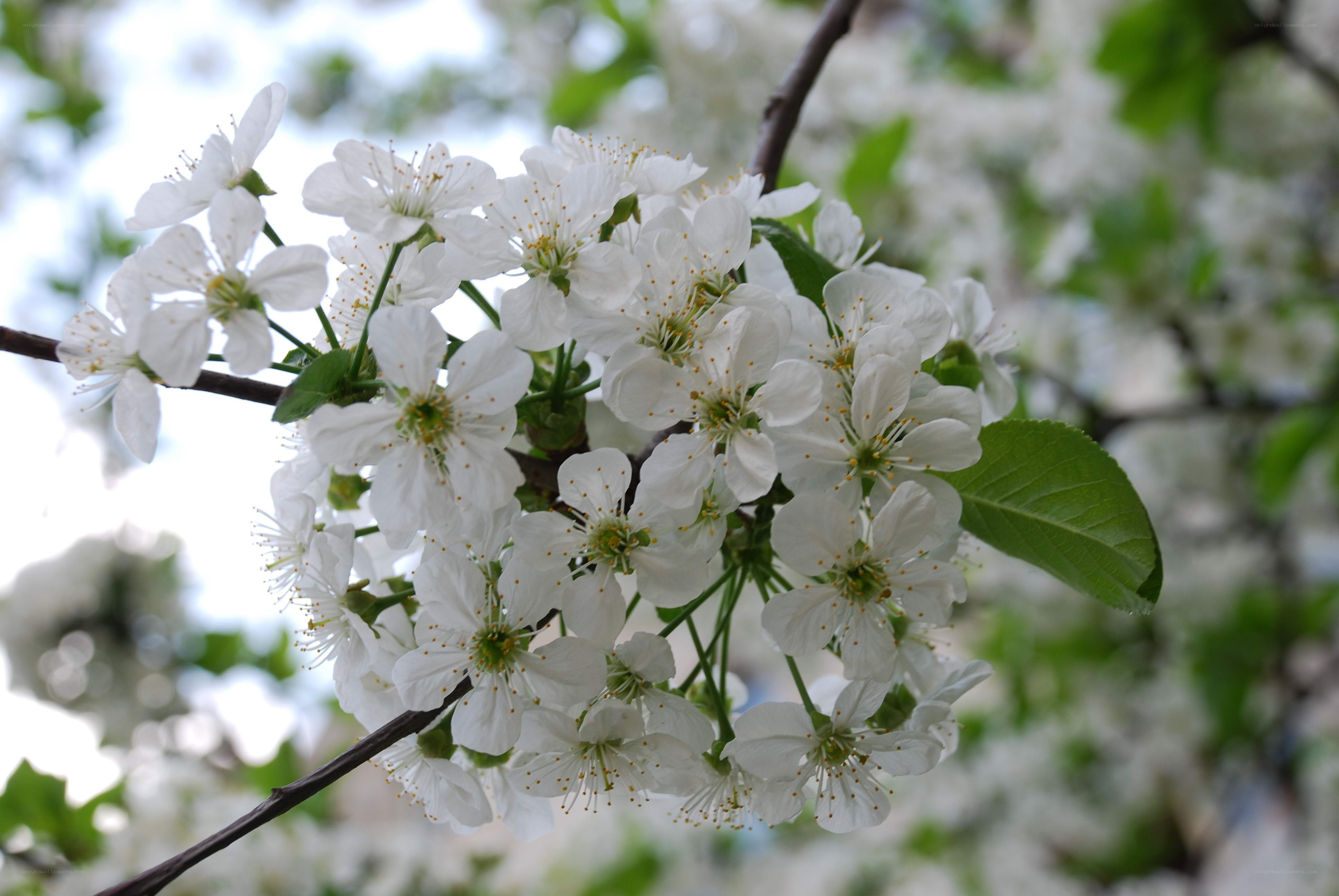 White blossoms on a tree branch