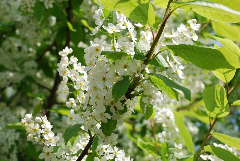 White blossoms on a tree branch