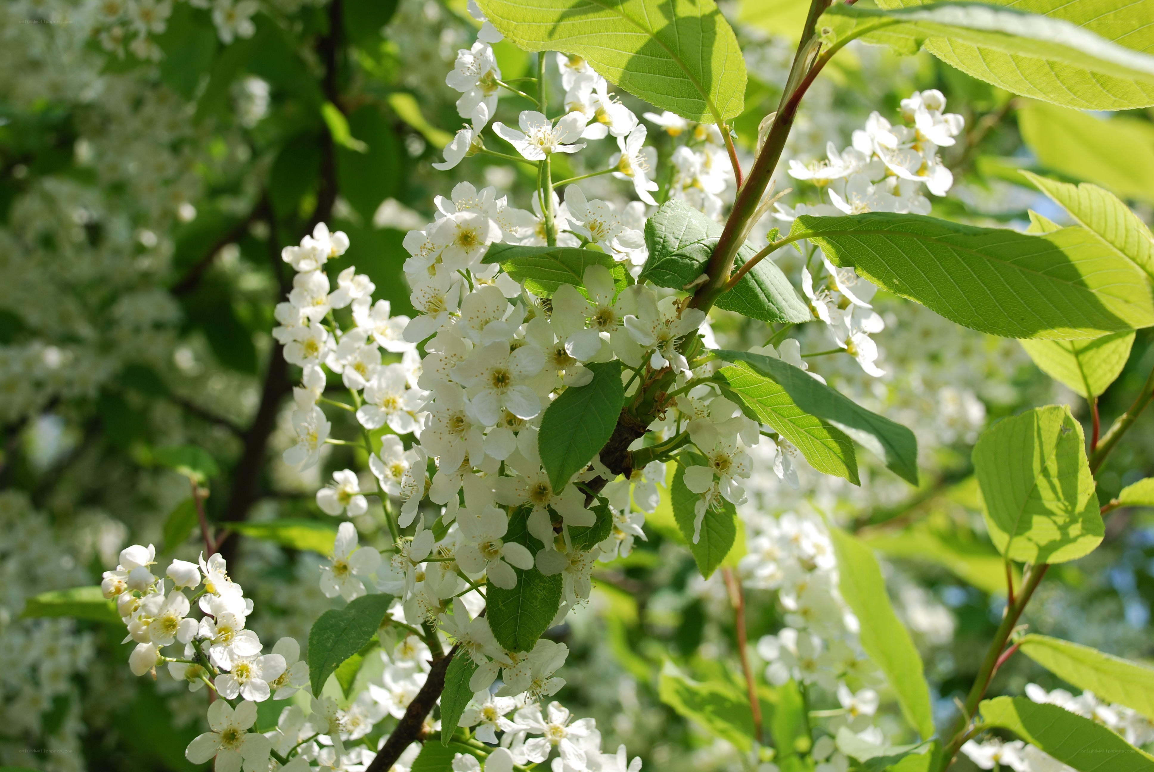 White blossoms on a tree branch