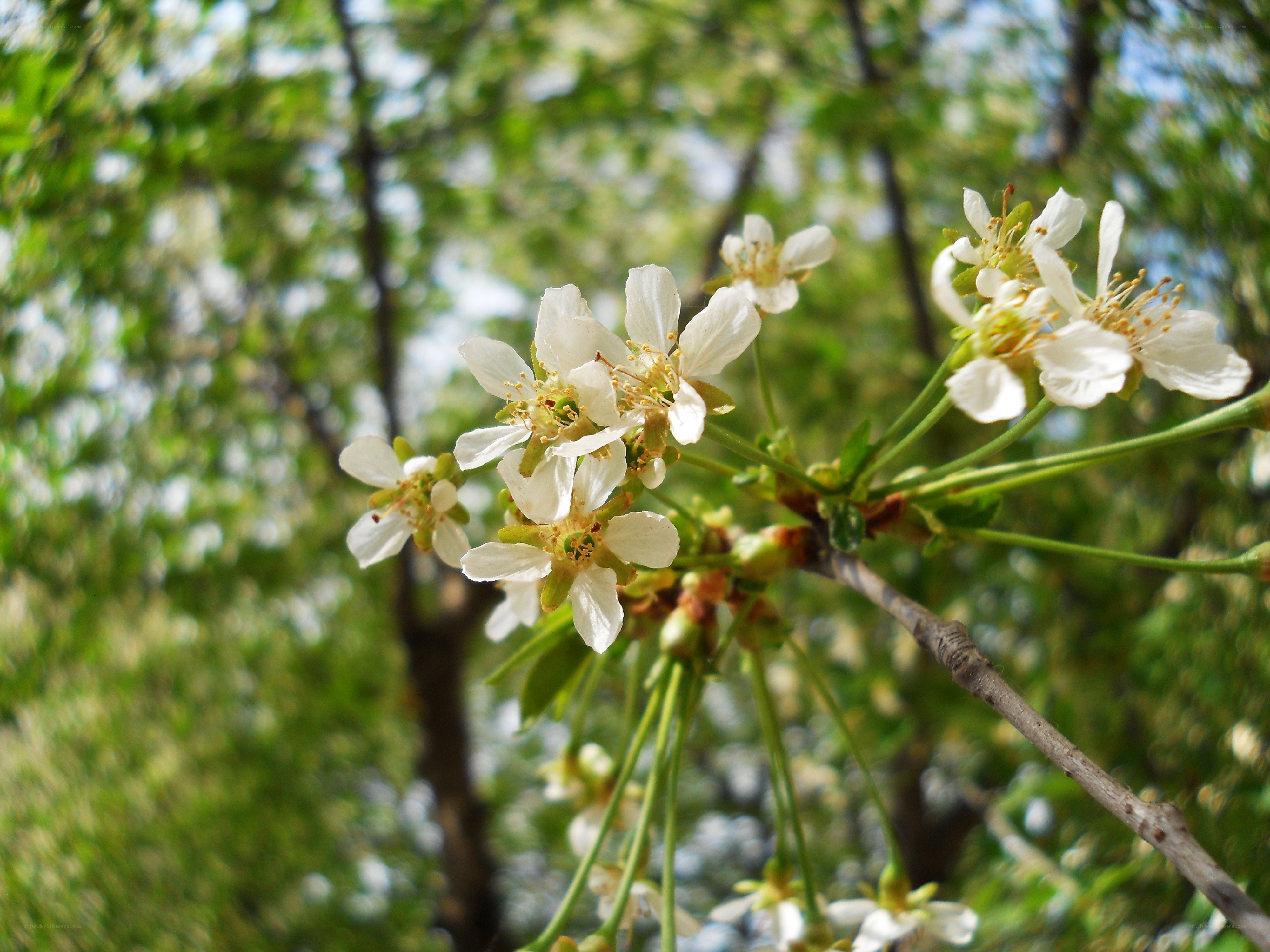 White blossoms on a tree branch