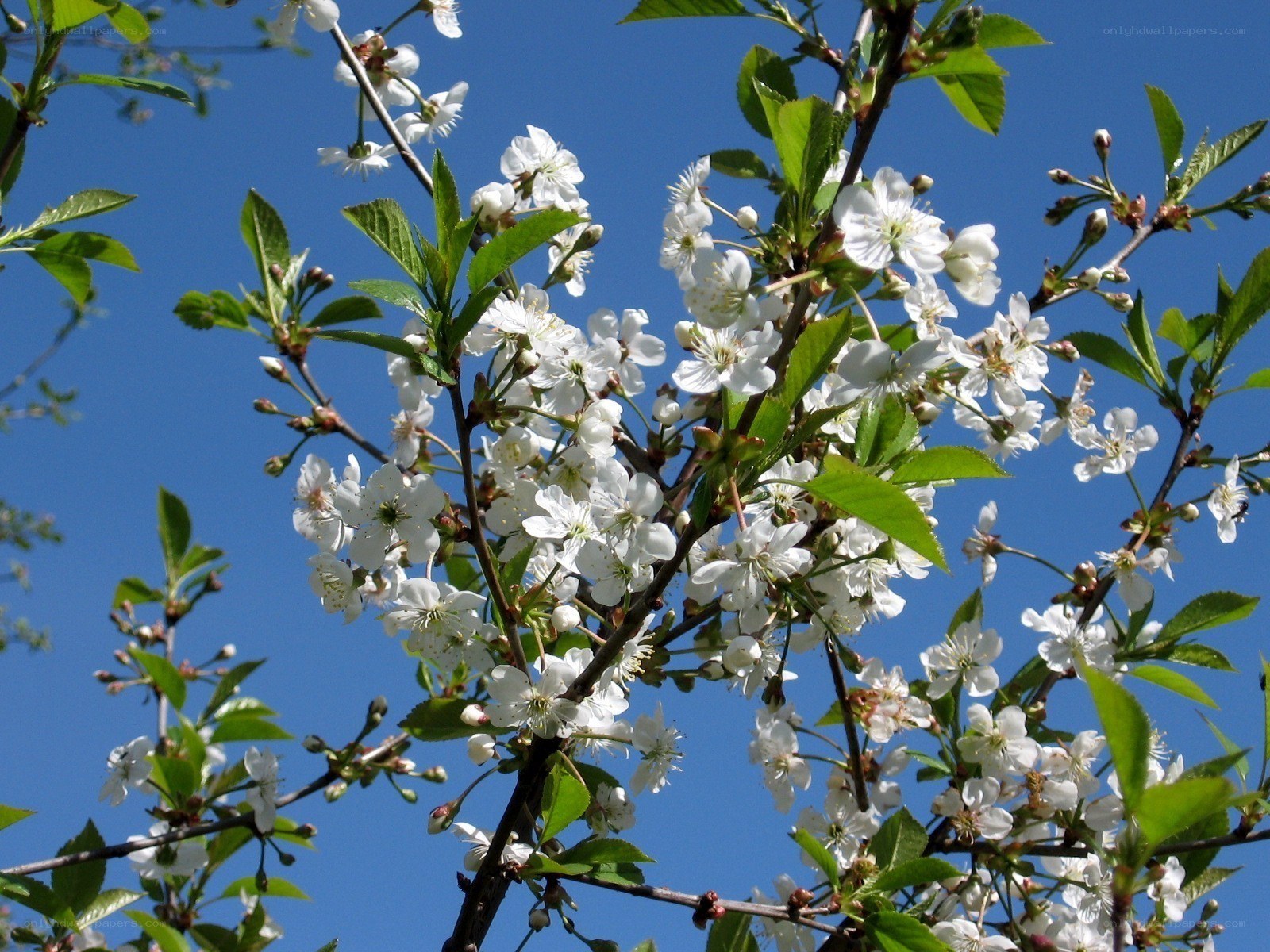 White blossoms on a tree branch