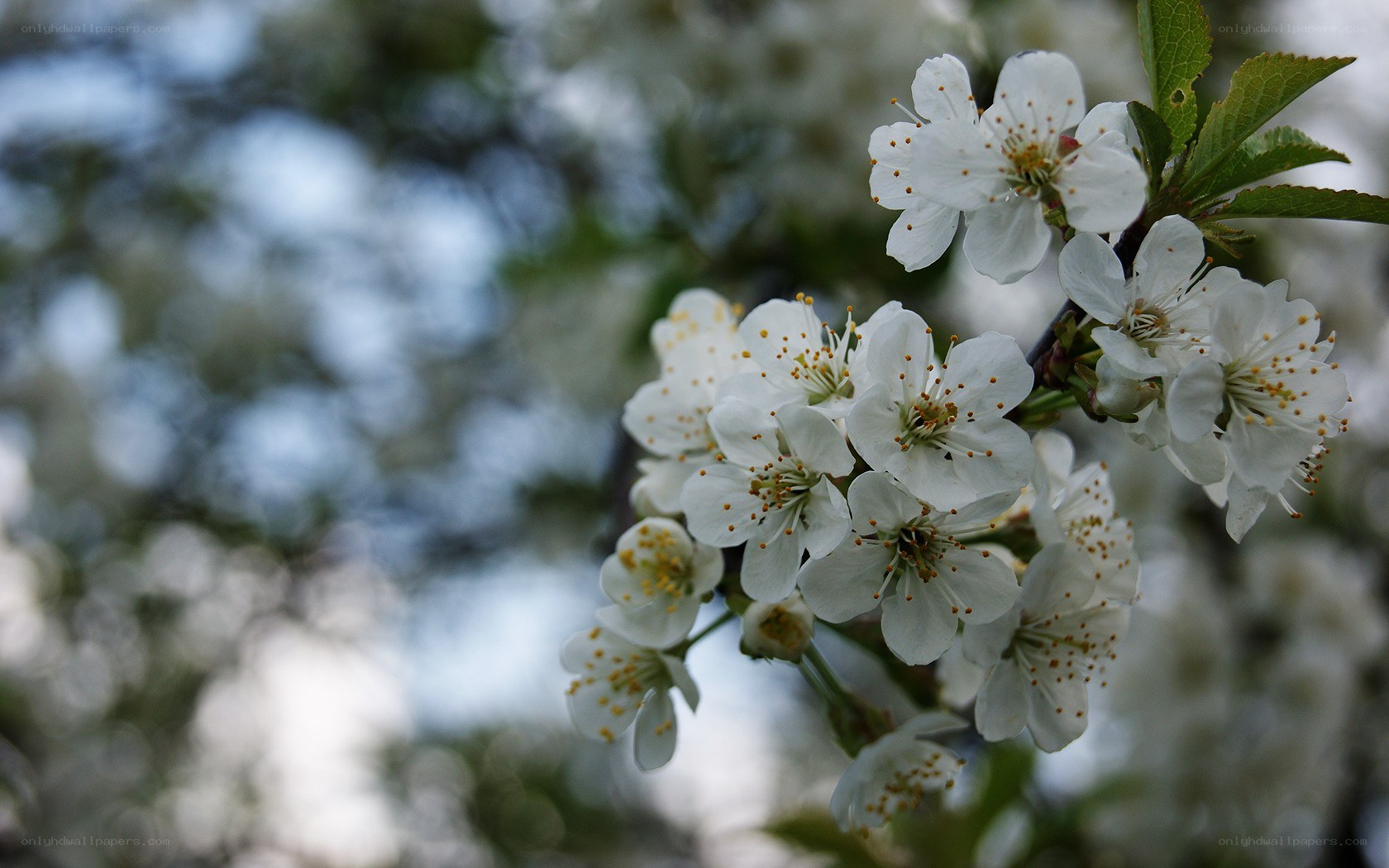 White blossoms on a tree branch