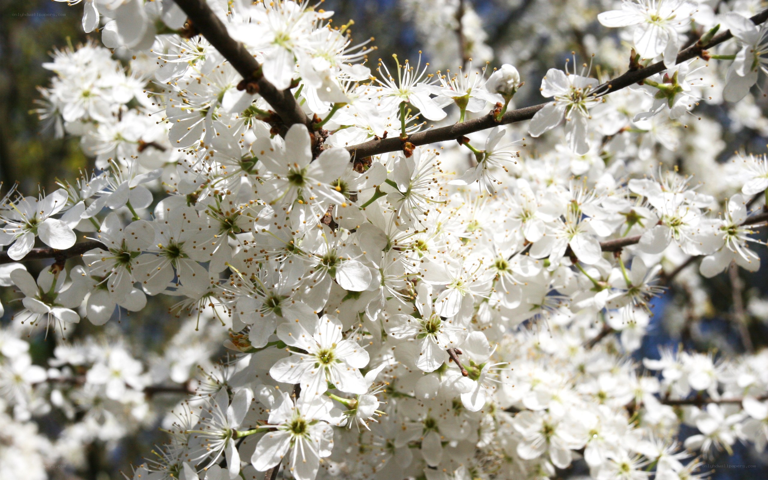 White blossoms on a tree branch