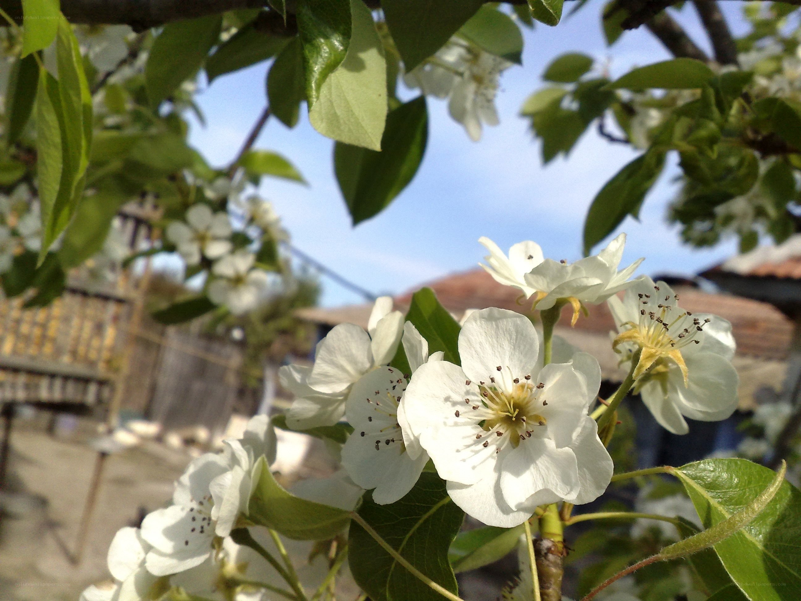 White blossoms on a tree branch