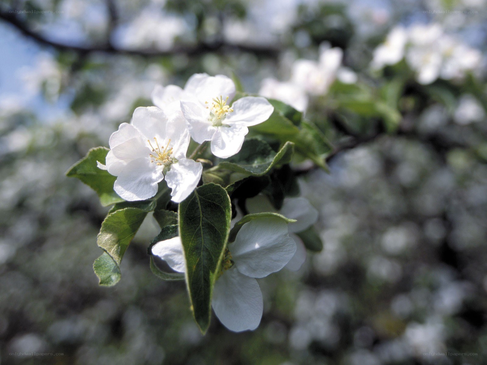 white blossoms on a tree branch