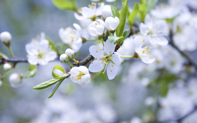 White blossoms on a tree branch