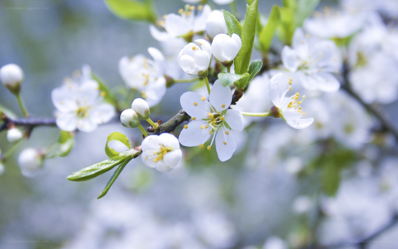 White blossoms on a tree branch