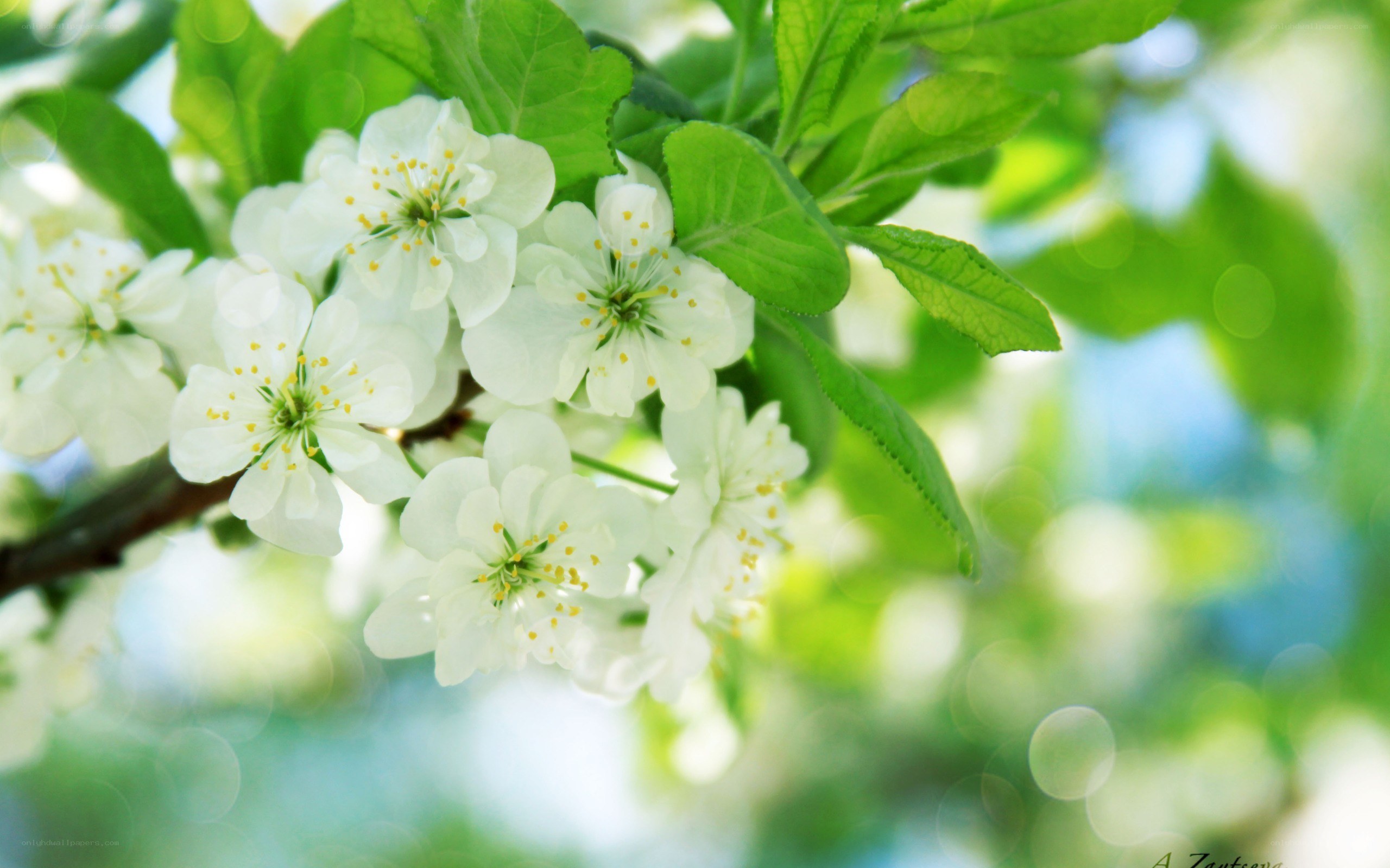 white blossoms on a tree branch