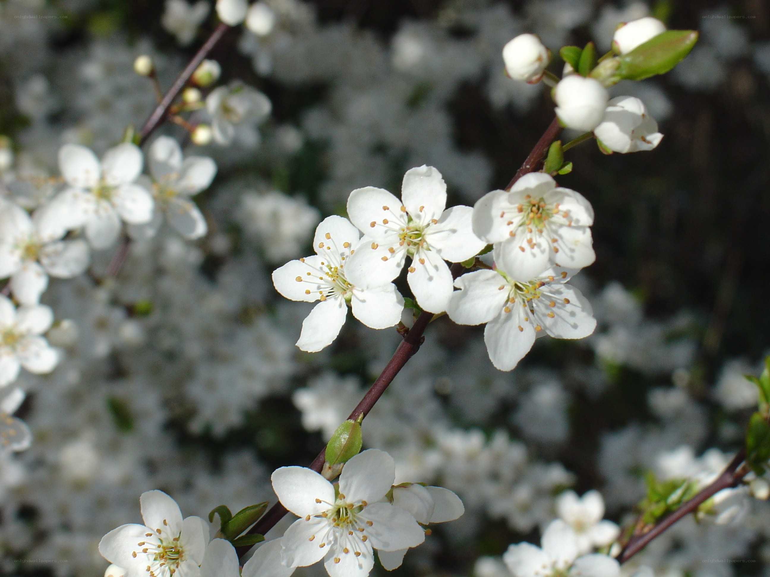 white blossoms on a tree branch