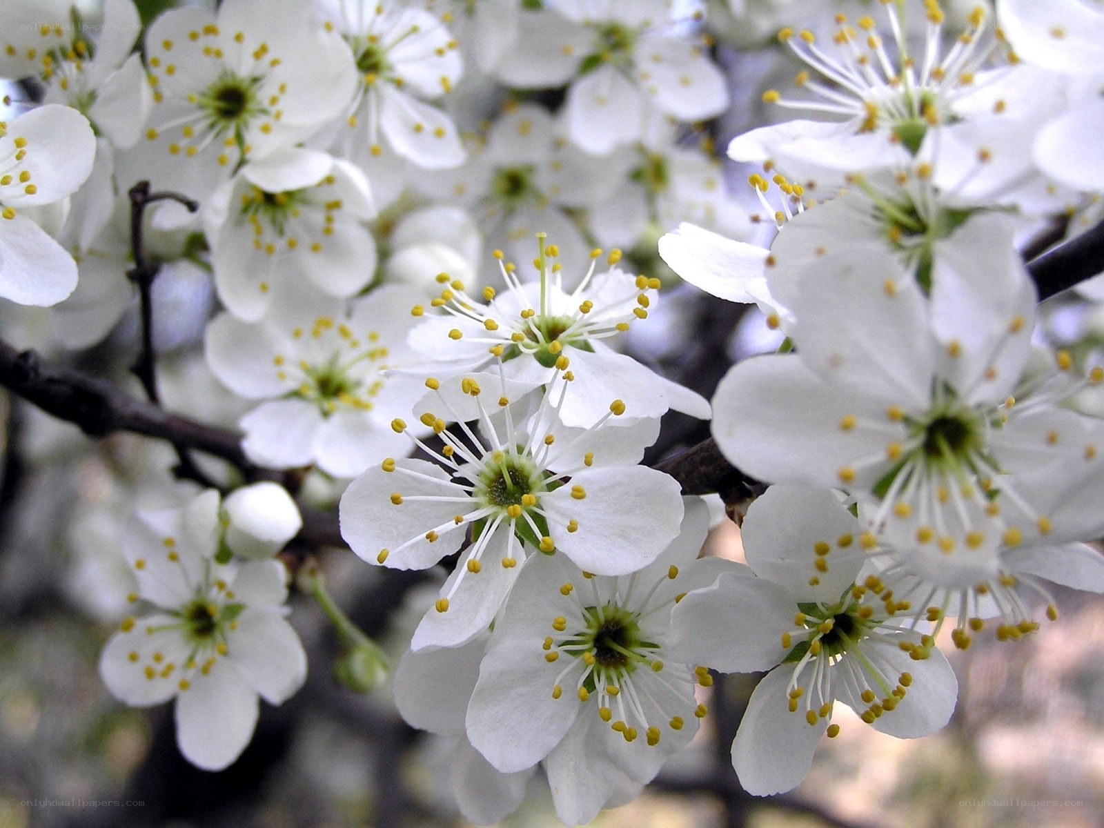 white blossoms on a tree branch
